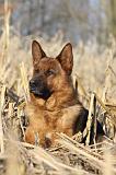 BERGER ALLEMAND 858
